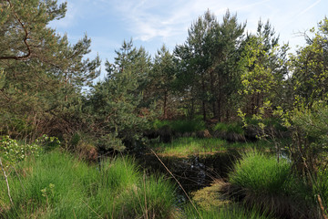 the mare aux sangliers pond in Fontainebleau forest