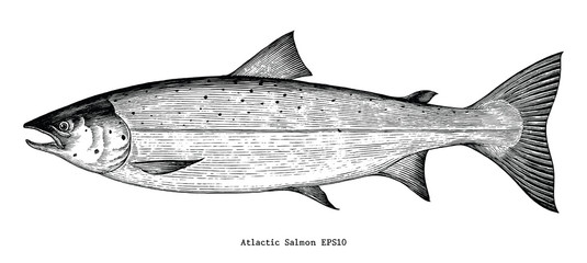 Atlantic salmon hand drawing engraving style