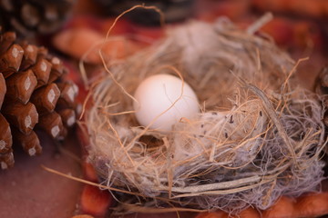 bird, nest, egg, habitat, nature, animals, wildlife, peaceful, tree