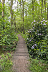 Obraz premium green forest with flowers as rhododendron