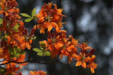 Azalee  beim blühen