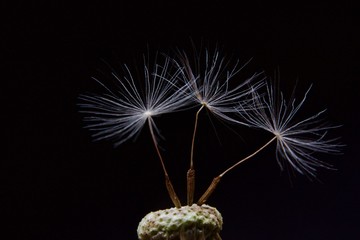 on tiptoe- dance of three dandelion seeds on a black background