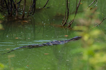 Water monitor