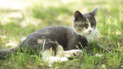 Naklejka na ściany i meble summer portrait of a cat lying on the grass, the pet resting