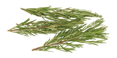 Three branches of organic rosemary on a white background.