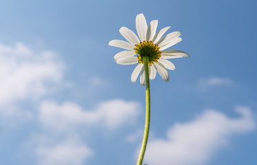 Margeritenblume - Gänseblume vor blauem Himmel als Hintergrund - Grusskarte