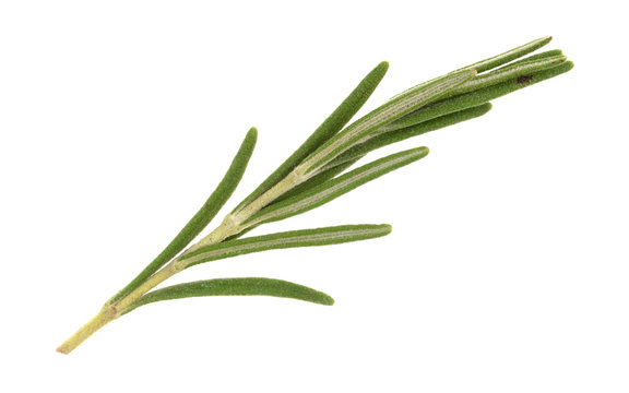 Single sprig of organic rosemary on a white background.