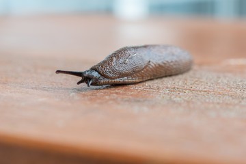 schnecke auf Hintergrund
