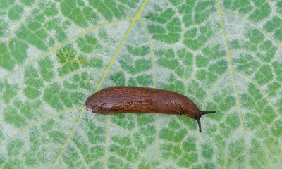 Nacktschnecke auf grünem Blatt