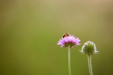 Biene im Frühling
