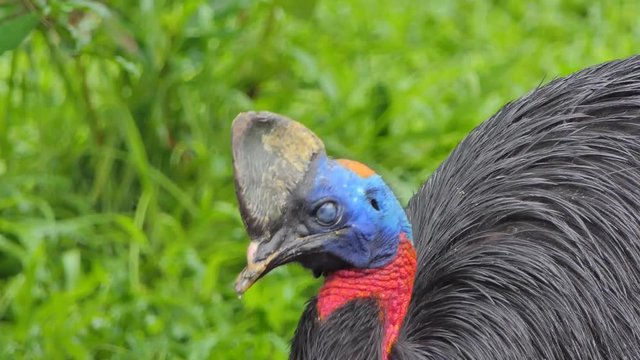 Cassowary bird is the largest bird, have native to Papua New Guinea and Indonesia, nearby islands, and northeastern Australia.