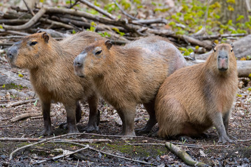 Fototapeta premium We 3 Capybara......