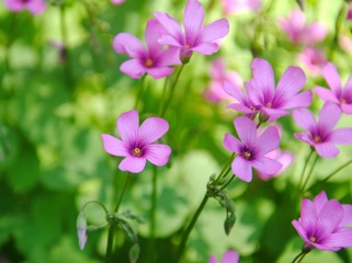 Pink flowers of pink-sorrel or windowbox wood-sorrel (Oxalis articulata Savigny)