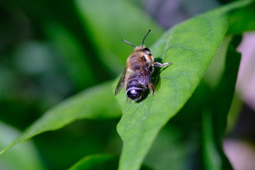 Biene auf Blatt