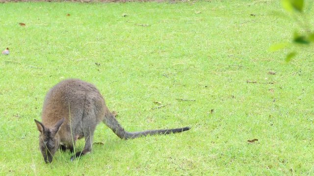 White Bennett's Wallaby baby (Macropus rufogriseus) in abdominal pouch of a mother Wallaby.