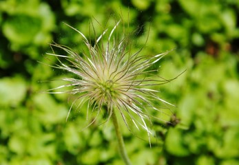 Silky seed-head of the common pasque flower or European pasqueflower or Dane’s blood (Pulsatilla vulgaris)