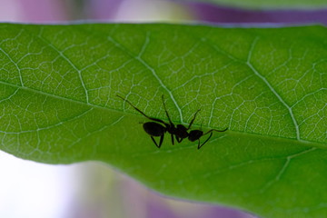 Ameise auf einem Blatt
