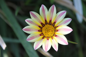 fiore giallo rosa