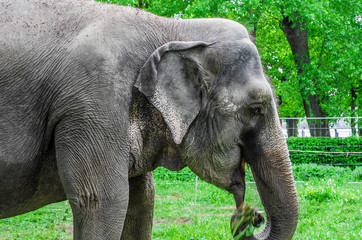 Fototapeta premium Indian elephant in the park on a background of green trees