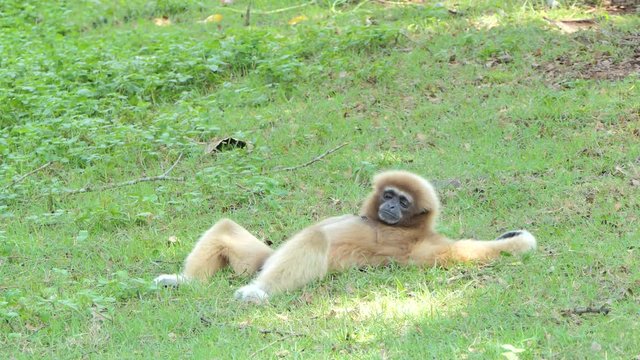 White Hended Gibbon (Hylobates lar) take a rest on greensward in topical rain forest.
