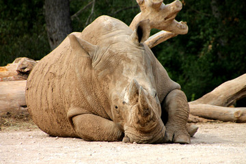 Obraz premium Rhinocéros au zoo, Montpellier