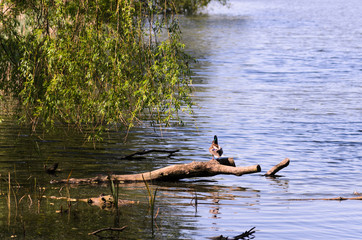 A wild duck is sitting on a branch by the lake. Nice colors and blur.