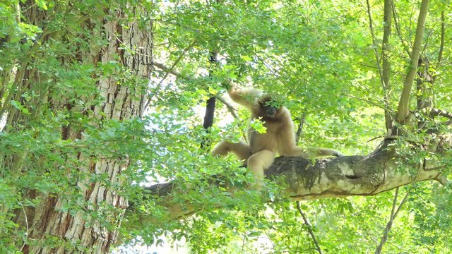 White Hended Gibbon (Hylobates lar) on tree in topical rain forest.