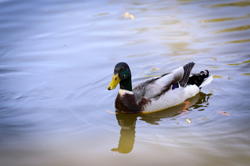 Fototapeta premium Wild duck is swimming on the lake. Nice colors and blur.