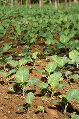 Planting young seedlings of vegetables salad in the vegetable garden
