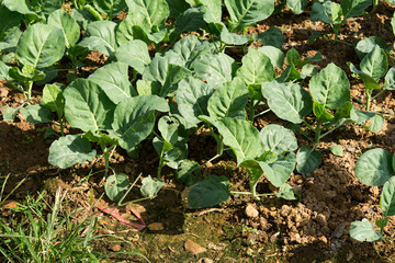 Planting young seedlings of vegetables salad in the vegetable garden