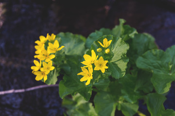 Image of yellow spring flowers called Marsh-marigold on the banks of the creek. Caltha palustris