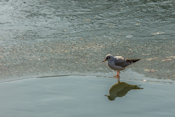 Seagull