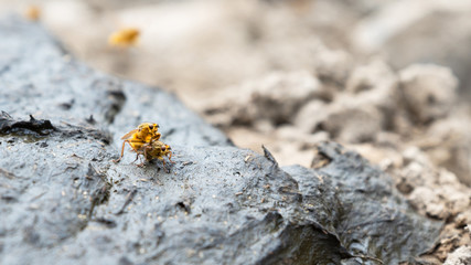 Life of insects, mating of Drosophila couple