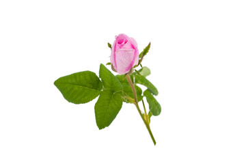 rose with green leaves on a white background