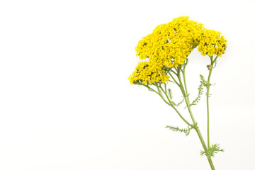 Yarrow Flowers Isolated on White Background