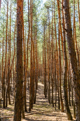 Fototapeta premium Rows of the tall pine trees in a forest on spring