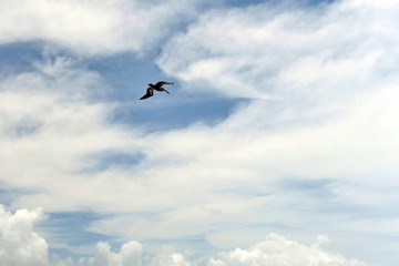 A bird pelican hovering high in the sky