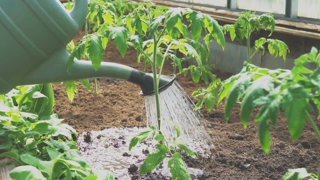 Watering tomatoes with watering can in greenhouse.