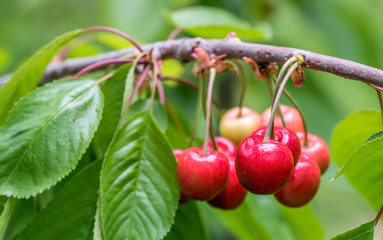 Cherries on a branch