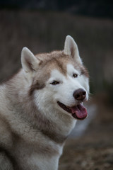 Close-up Portrait of smile beige and white Siberian Husky dog sitting on mountains background and looking to the camera