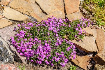 Pink phlox flowers on a flowerbed in park