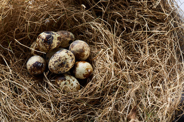 Obraz premium Conceptual still-life with quail eggs in hay nest, close up, selective focus