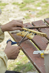 bee frame with cell bar - queen cells with bee queens (mothers) from nurse colony
