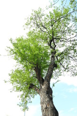 新緑　若葉　夏　木漏れ日　木々の　神　黄緑　みずみずしい　木