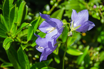 Glockenblumen
