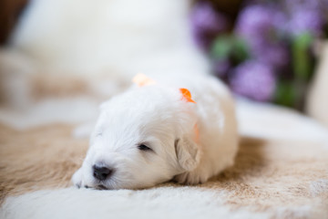 Close-up Portrait of two weeks old maremma puppy with orange ribbon lying on the cow's fur. Profile Image of lovely white fluffy puppy breed maremmano abruzzese sheepdog.