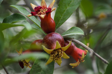 New born Pomegranates on the plant