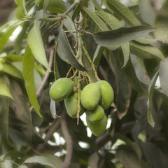 Bunch of raw mangoes on the plant