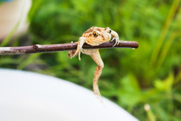 The frog climbs on a stick. Candid.