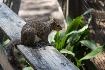 Brown Squirral 3